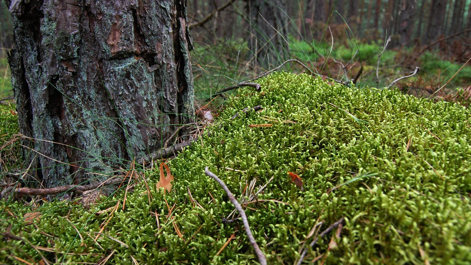Hochgeladenes Bild